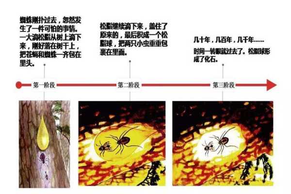 琥珀形成的过程视频（琥珀形成过程简单描述）-图3