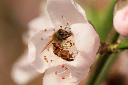 蜜蜂采花蜜过程（蜜蜂采花蜜是做什么用）-图1