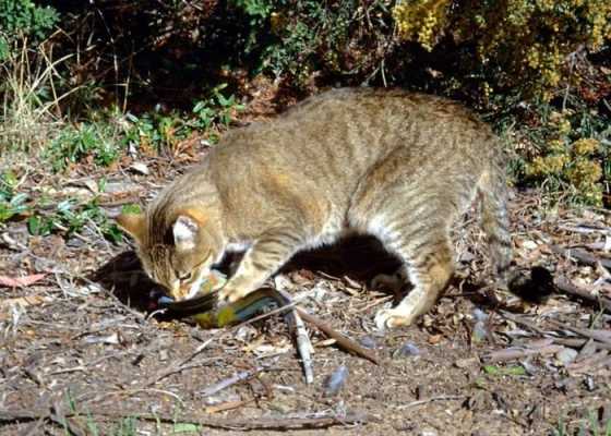 猫捕食观察过程（猫捕食的动作描写）-图2