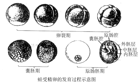 囊胚到原肠胚的过程（囊胚到原肠胚的过程图片）-图2