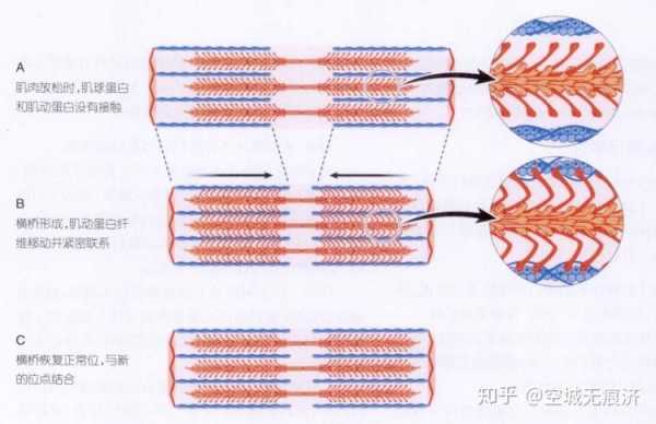 肌丝滑行传递过程（肌丝滑行的过程叙述）-图3