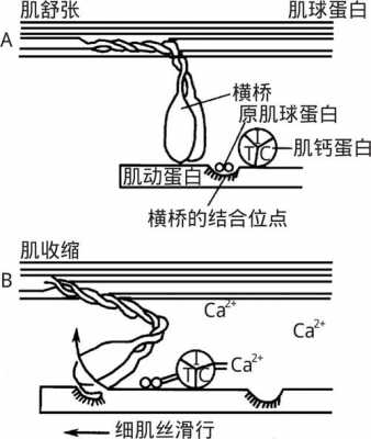 肌丝滑行传递过程（肌丝滑行的过程叙述）-图2