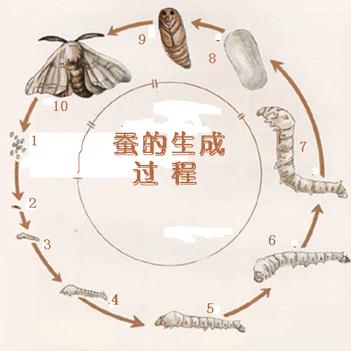 蚕的发育过程为（总结蚕发育的四个过程）-图2