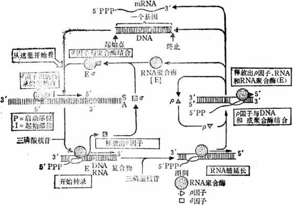 rna合成的基本过程（rna合成定义）-图1