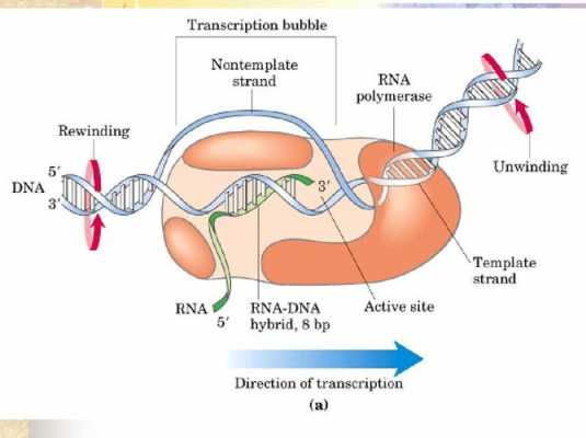 rna合成的基本过程（rna合成定义）-图2