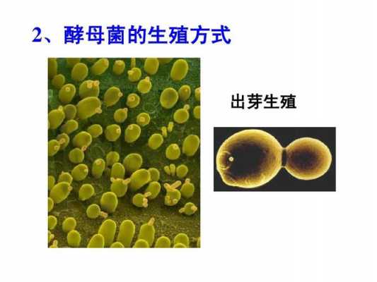 出芽繁殖过程在哪产生（芽殖和出芽繁殖有什么区别）-图2