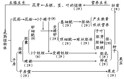 被子植物受精过程（被子植物受精过程受水限制吗）-图1