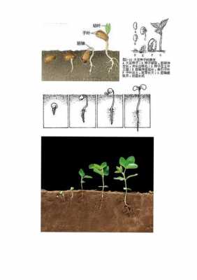 重豆子过程（豆子的生长过程步骤）-图3