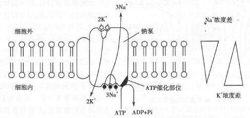 转运包括哪些体内过程（转运具有什么性）-图1