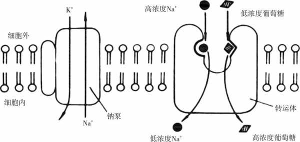 转运包括哪些体内过程（转运具有什么性）-图2