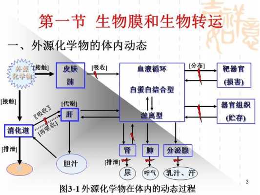 转运包括哪些体内过程（转运具有什么性）-图3