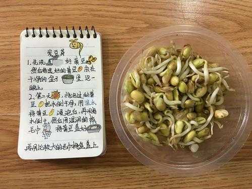 豆芽生长过程图画大全（豆芽生长过程图画大全四年级）-图2