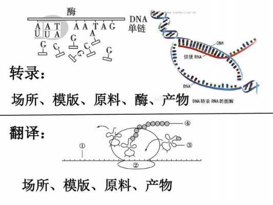 翻译过程中原料（翻译的原料和产物）-图2