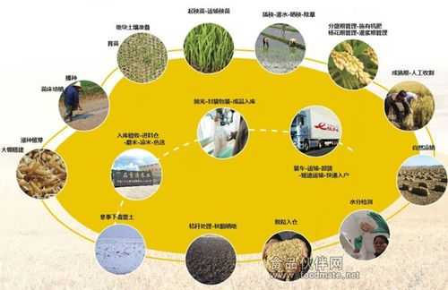 大米的制造过程图片（大米的生产制作过程）-图3