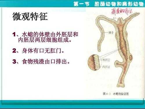 水螅排泄过程的视频（水螅怎么排出残渣）-图3