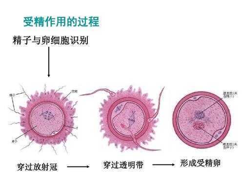 精子与卵巢细胞过程的简单介绍-图2