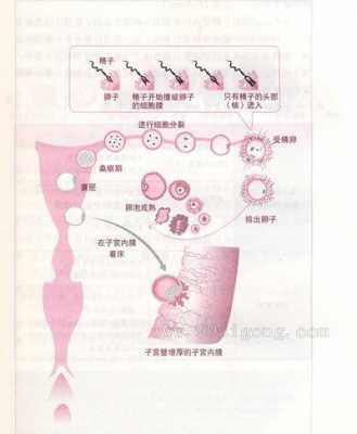 精子与卵巢细胞过程的简单介绍-图3