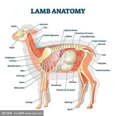 羊的解剖过程（羊的解剖过程怎么写）-图2