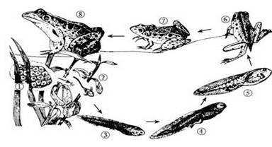 关于青蛙排卵过程图片的信息-图3