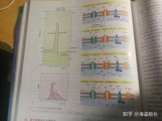 动作电位形成过程（动作电位形成过程中钠离子内流的方式）-图1