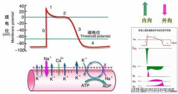 动作电位形成过程（动作电位形成过程中钠离子内流的方式）-图2