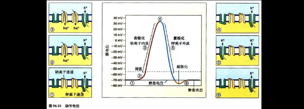 动作电位形成过程（动作电位形成过程中钠离子内流的方式）-图3