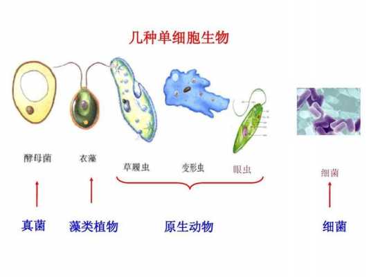 单生物过程（单种生物）-图1