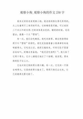 小狗观察过程（小狗观察过程作文）-图3