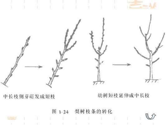 果树整形修剪的过程（果树的修剪与整形）-图1