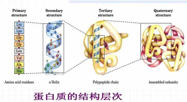 ig蛋白翻译过程（ig蛋白的结构）-图1