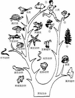 进化过程是通过（进化的途径）-图1