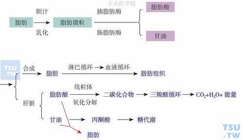 脂肪消化过程（脂肪消化过程示意图）-图3