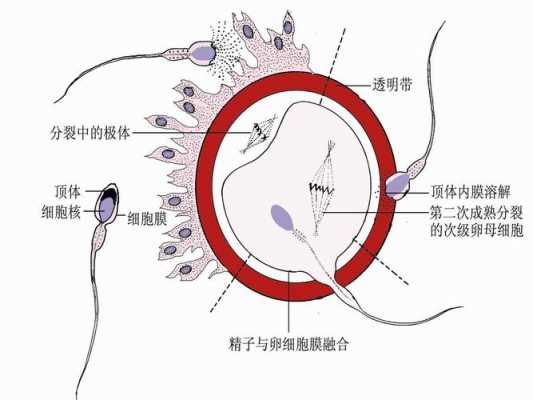 精子受孕过程图解（受精过程科普）-图1