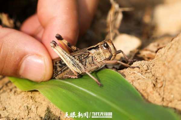 捉蝗虫过程（抓蝗虫犯法吗?）-图2