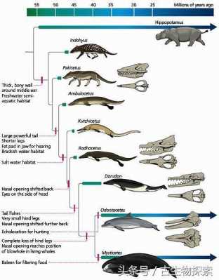 鲸的进化过程图表（鲸的进化过程动画视频）-图1