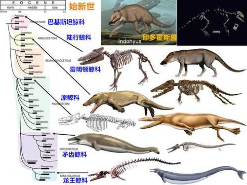 鲸的进化过程图表（鲸的进化过程动画视频）-图3