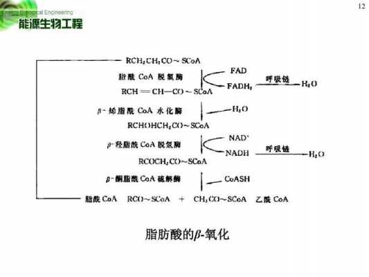 脂酸的氧化过程（脂酸氧化的4步反应）-图3