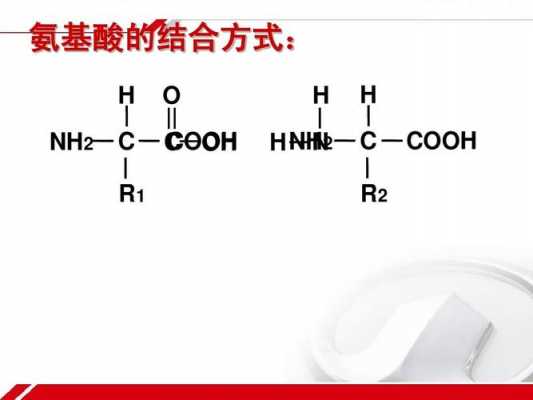 氨基酸的脱水缩合过程（氨基酸的脱水缩合过程让学生模拟演示）-图2