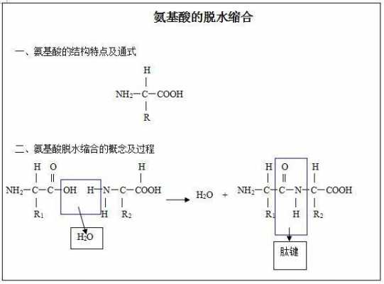 氨基酸的脱水缩合过程（氨基酸的脱水缩合过程让学生模拟演示）-图3