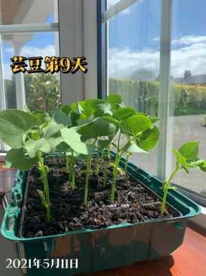 芸豆生长过程图片（芸豆生长过程图片视频）-图1