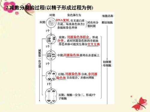 关于精子形成过程表格的信息-图1