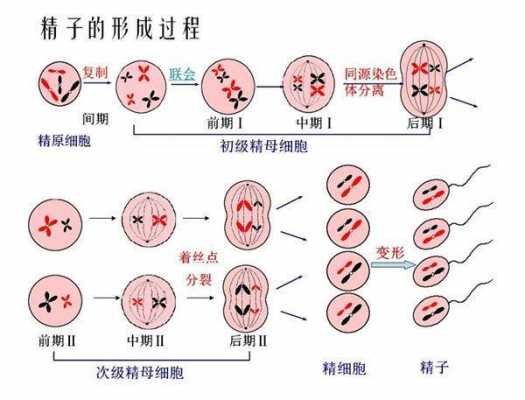 关于精子形成过程表格的信息-图3