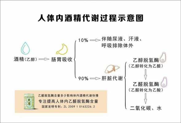 酒精在体内的代谢过程（酒精在体内的代谢过程属于几相反应）-图1