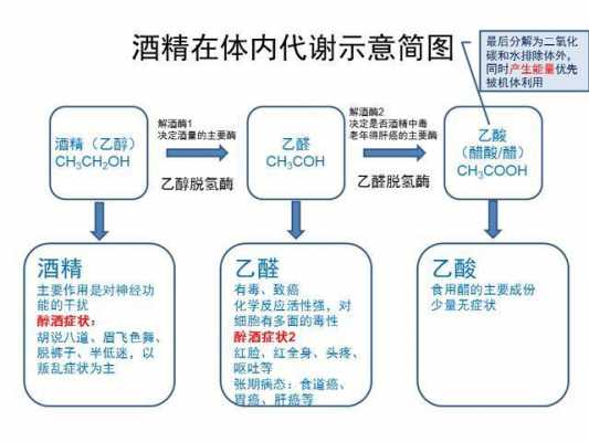 酒精在体内的代谢过程（酒精在体内的代谢过程属于几相反应）-图2