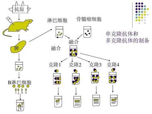 单克隆抗体制备过程（单克隆抗体制备过程中的B淋巴细胞是浆细胞吗）-图3