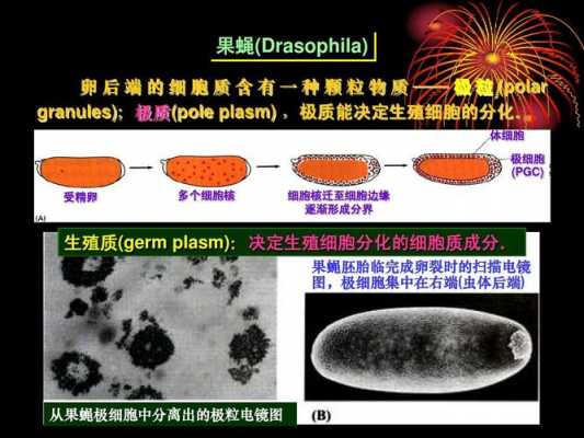 果蝇体内细胞在分裂过程中（果蝇细胞有中心体吗）-图2