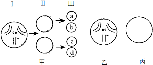 果蝇体内细胞在分裂过程中（果蝇细胞有中心体吗）-图1