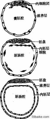 原肠胚囊形成过程（原肠胚囊形成过程是什么）-图3