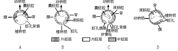 原肠胚囊形成过程（原肠胚囊形成过程是什么）-图1