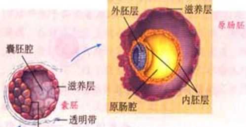 原肠胚囊形成过程（原肠胚囊形成过程是什么）-图2